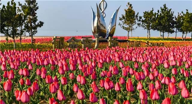 4月南海新區(qū)的郁金香廣場，22萬余株郁金香盛開